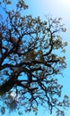 These crazy looking trees only grow onÃÂ Uttarakhand Royalty Free Stock Photo